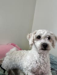 Lost Female Dog last seen Near Arthur , Minneapolis, MN 55421