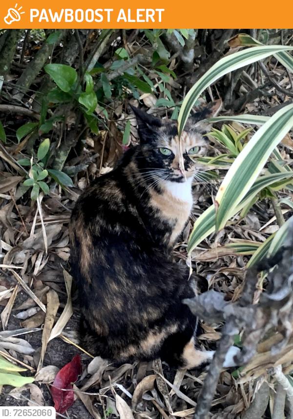 Found/Stray Male Cat last seen 20th Avenue SW and 16th Street SW , Indian River County, FL 32962