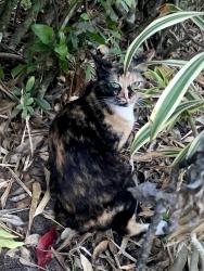 Found/Stray Male Cat last seen 20th Avenue SW and 16th Street SW , Indian River County, FL 32962