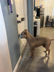 Lost Male Dog last seen Near 47th Ave N, St. Petersburg, FL 33703