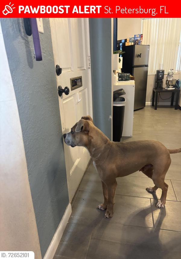 Lost Male Dog last seen Near 47th Ave N, St. Petersburg, FL 33703
