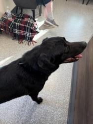 Found/Stray Female Dog last seen Mcbean, Lincoln, CA 95648