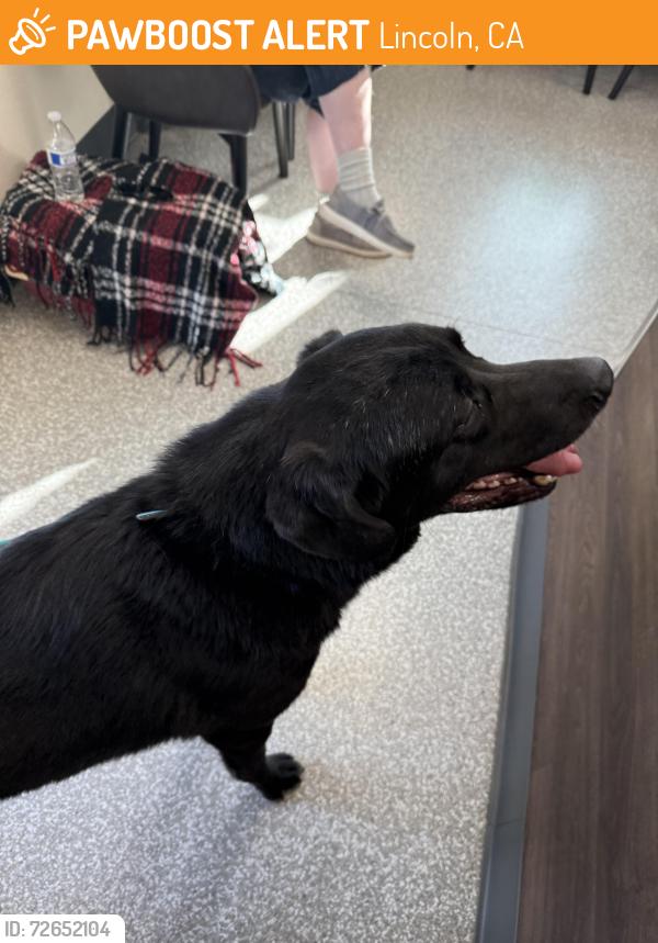 Found/Stray Female Dog last seen Mcbean, Lincoln, CA 95648