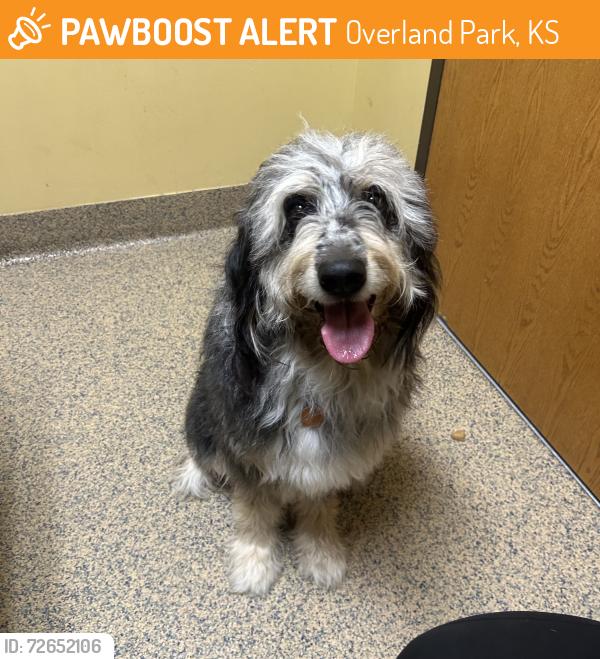 Found/Stray Female Dog last seen W 85th St and Woodson Dr, Overland Park, KS 66207
