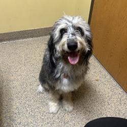 Found/Stray Female Dog last seen W 85th St and Woodson Dr, Overland Park, KS 66207