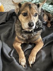Found/Stray Male Dog last seen Stuebner Airline Road, Klein High School, Spring, TX 77379