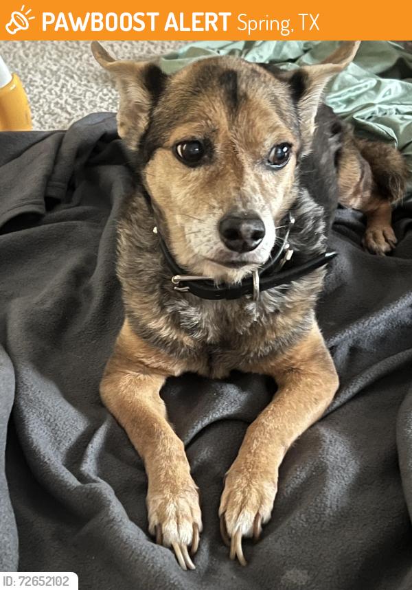 Found/Stray Male Dog last seen Stuebner Airline Road, Klein High School, Spring, TX 77379