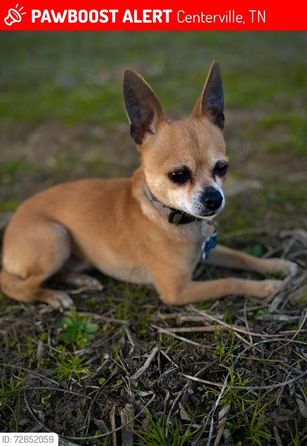 Lost Male Dog last seen Defeated creek Rd./Hwy 100, Centerville, TN 37033