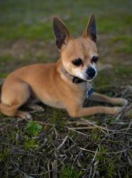 Lost Male Dog last seen Defeated creek Rd./Hwy 100, Centerville, TN 37033