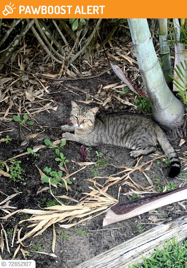 Found/Stray Male Cat last seen 20th Avenue SW and 16th Street SW , Indian River County, FL 32962