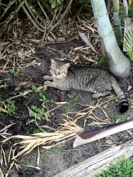 Found/Stray Male Cat last seen 20th Avenue SW and 16th Street SW , Indian River County, FL 32962