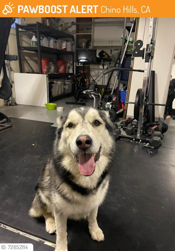 Found/Stray Male Dog last seen Valle Vista & Tall Oak CHINO HILLS CA, Chino Hills, CA 91709