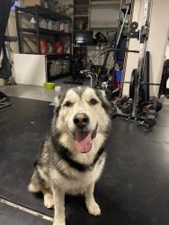 Found/Stray Male Dog last seen Valle Vista & Tall Oak CHINO HILLS CA, Chino Hills, CA 91709