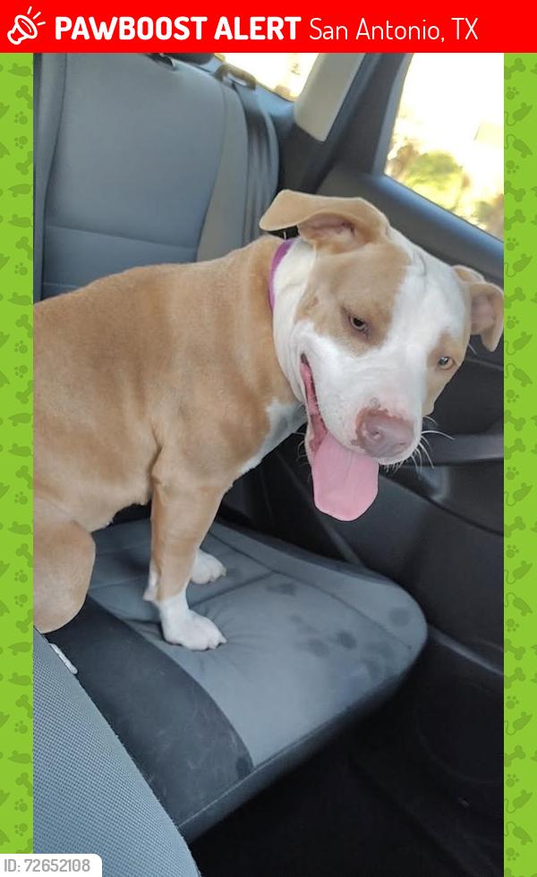 Lost Female Dog last seen sgt Matthew Park, San Antonio, TX 78223