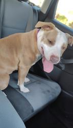 Lost Female Dog last seen sgt Matthew Park, San Antonio, TX 78223