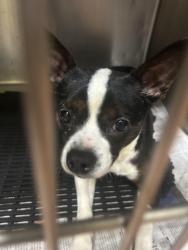Found/Stray Female Dog last seen Walked up to my hse, not sure from which direction , Godley, TX 76044