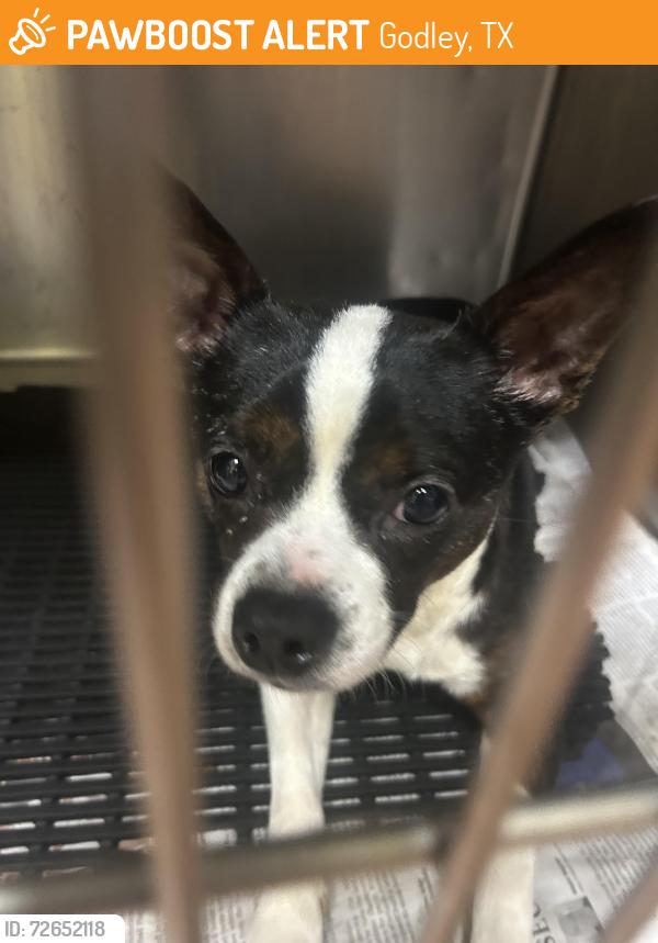 Found/Stray Female Dog last seen Walked up to my hse, not sure from which direction , Godley, TX 76044