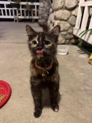 Found/Stray Female Cat last seen Near Washington Park , Anaheim, CA 92815