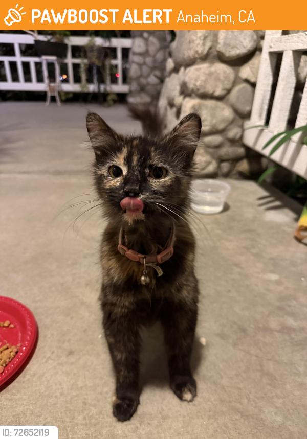Found/Stray Female Cat last seen Near Washington Park , Anaheim, CA 92815