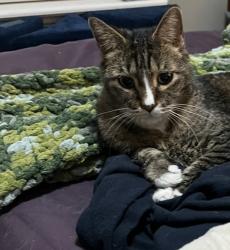 Lost Male Cat last seen Merril Road, Washington, UT 84780