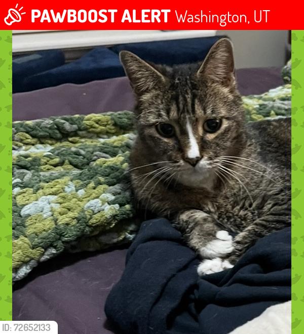 Lost Male Cat last seen Merril Road, Washington, UT 84780