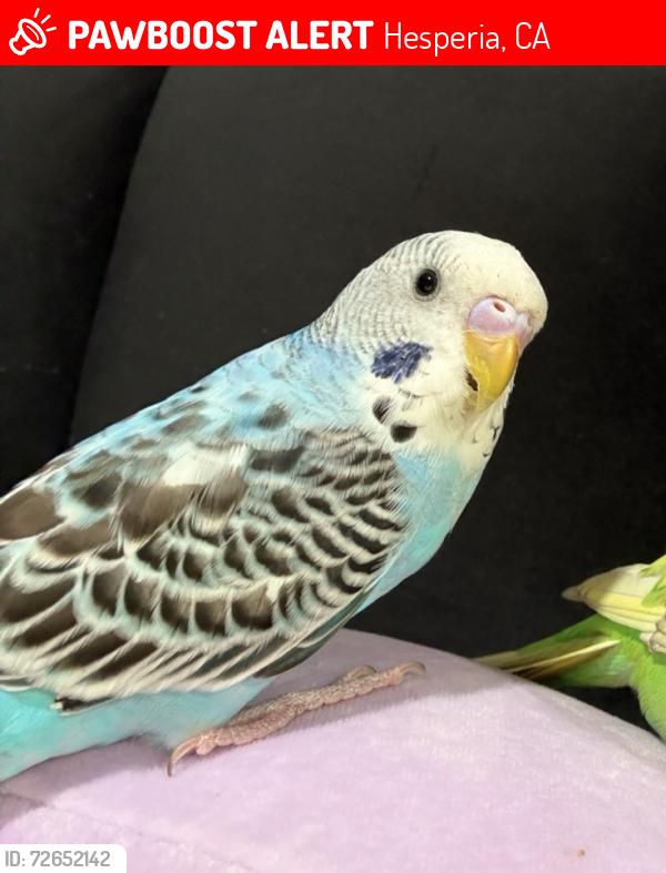 Lost Female Bird last seen Bodart st , Hesperia, CA 92345