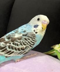 Lost Female Bird last seen Bodart st , Hesperia, CA 92345