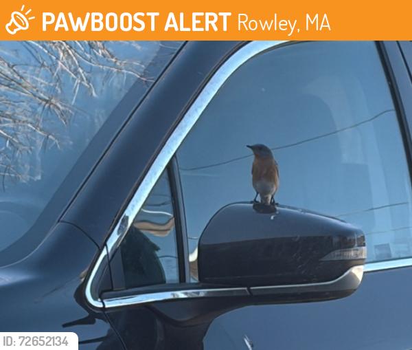 Found/Stray Unknown Bird last seen Near Haverill Street/95, Rowley, MA 01969