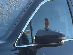 Found/Stray Unknown Bird last seen Near Haverill Street/95, Rowley, MA 01969