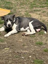 Lost Male Dog last seen Rome ga, Rome, GA 30161