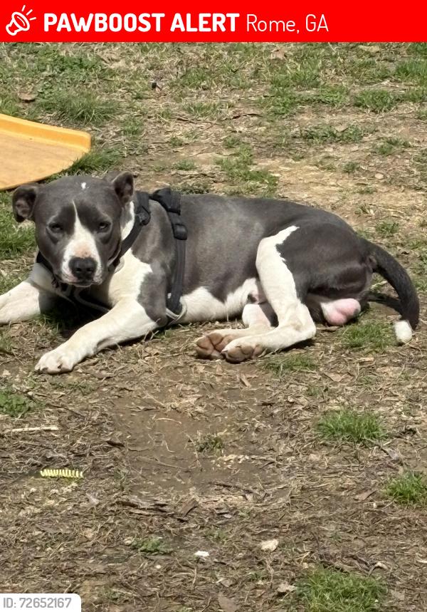 Lost Male Dog last seen Rome ga, Rome, GA 30161