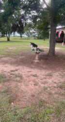 Lost Male Dog last seen Highway 167 & Dale County Rd 1, Co Rd 1, AL 36322