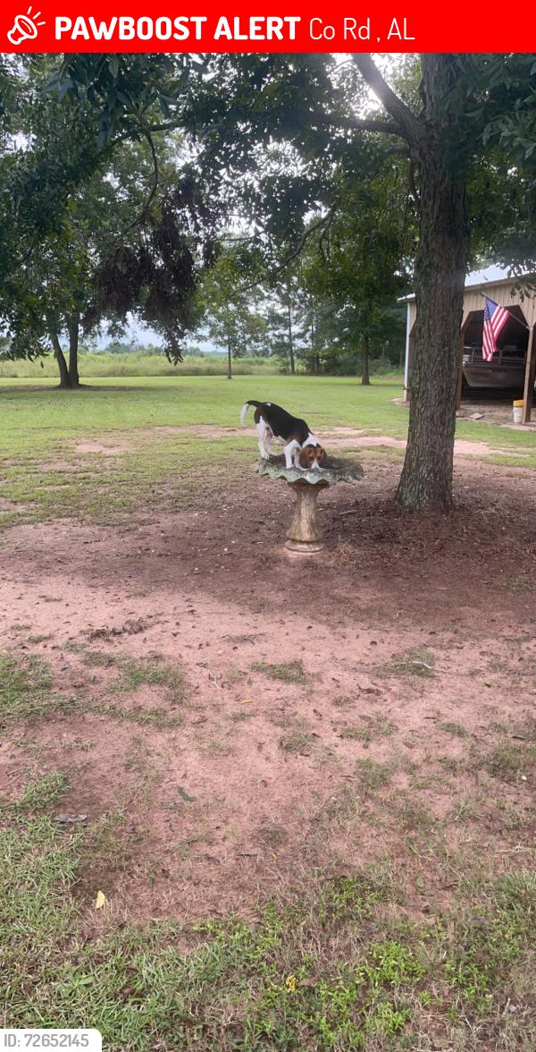 Lost Male Dog last seen Highway 167 & Dale County Rd 1, Co Rd 1, AL 36322