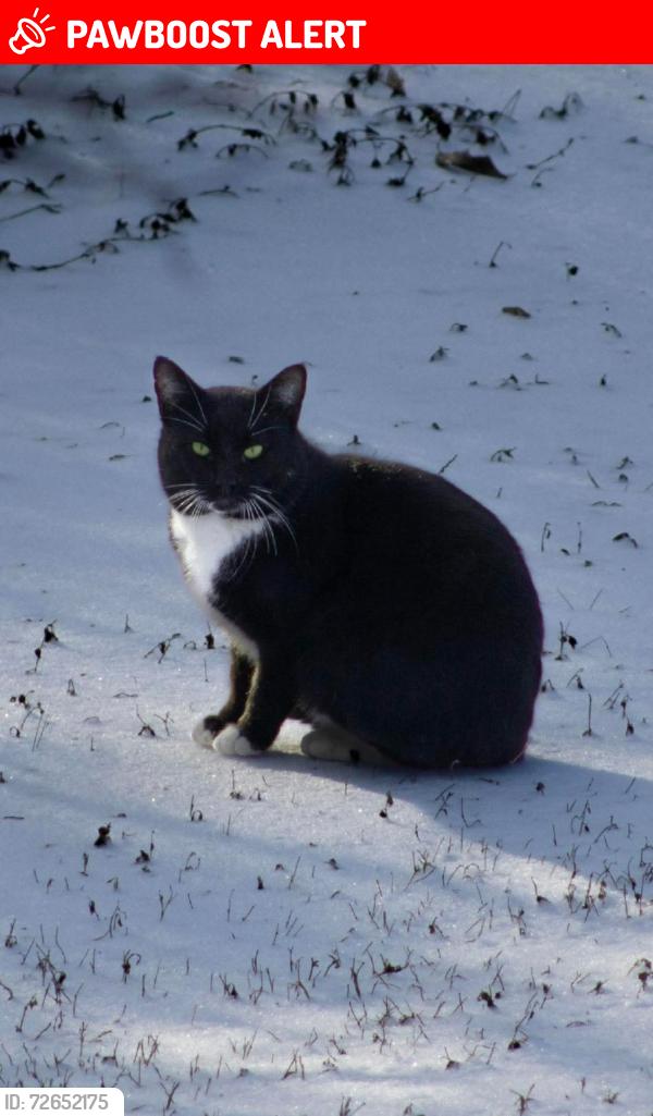 Lost Male Cat last seen Dale Lane, White Settlement, TX 76108
