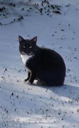 Lost Male Cat last seen Dale Lane, White Settlement, TX 76108