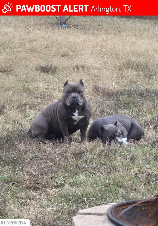 Lost Female Dog last seen Mansfield Webb and Collins, Arlington, TX 76002