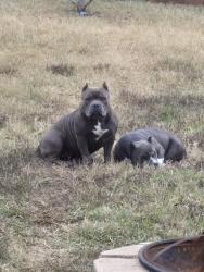 Lost Female Dog last seen Mansfield Webb and Collins, Arlington, TX 76002
