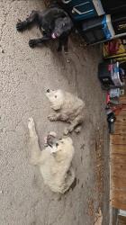 Found/Stray Unknown Dog last seen Schumanns Beach rd/725, New Braunfels, TX 78130