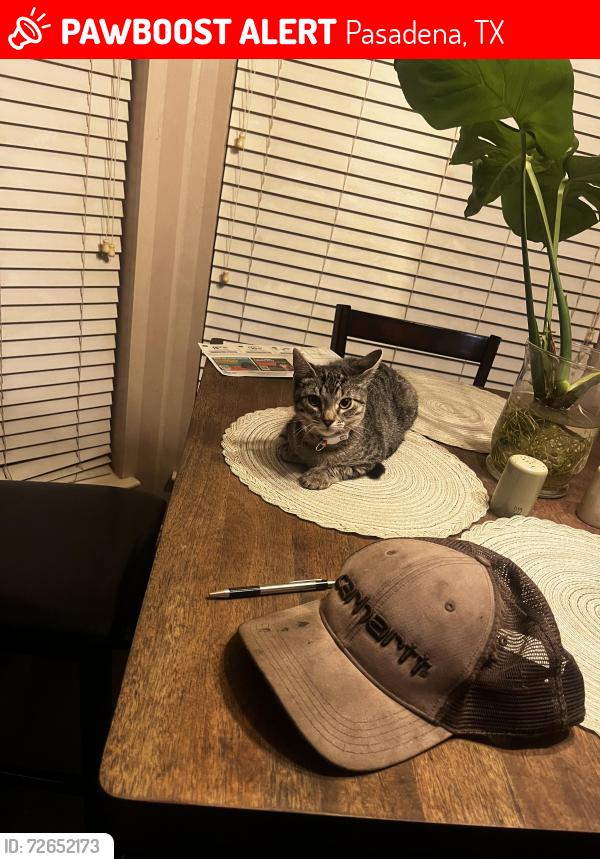 Lost Female Cat last seen Space center/fairmont/center, Pasadena, TX 77505