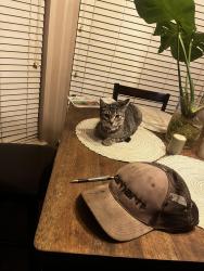Lost Female Cat last seen Space center/fairmont/center, Pasadena, TX 77505