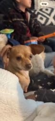 Lost Female Dog last seen On the road gas station , lowes, Lufkin, TX 75901