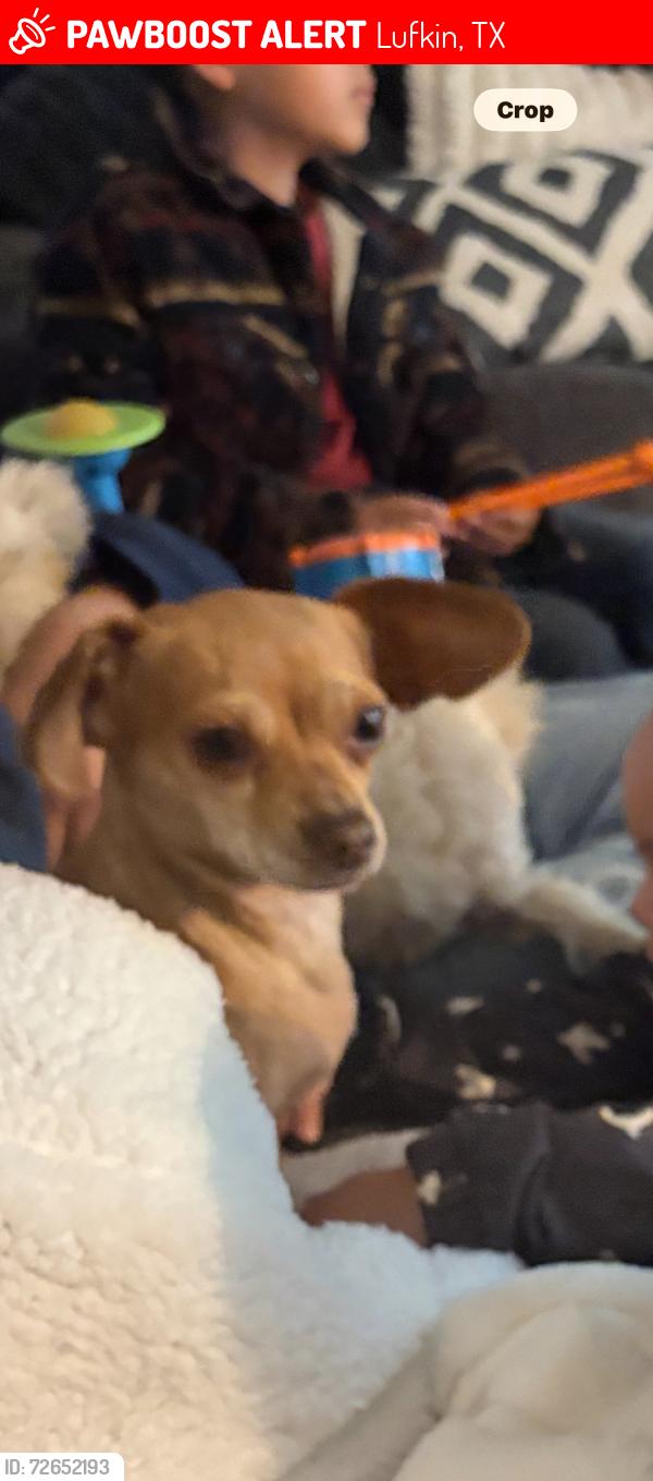 Lost Female Dog last seen On the road gas station , lowes, Lufkin, TX 75901