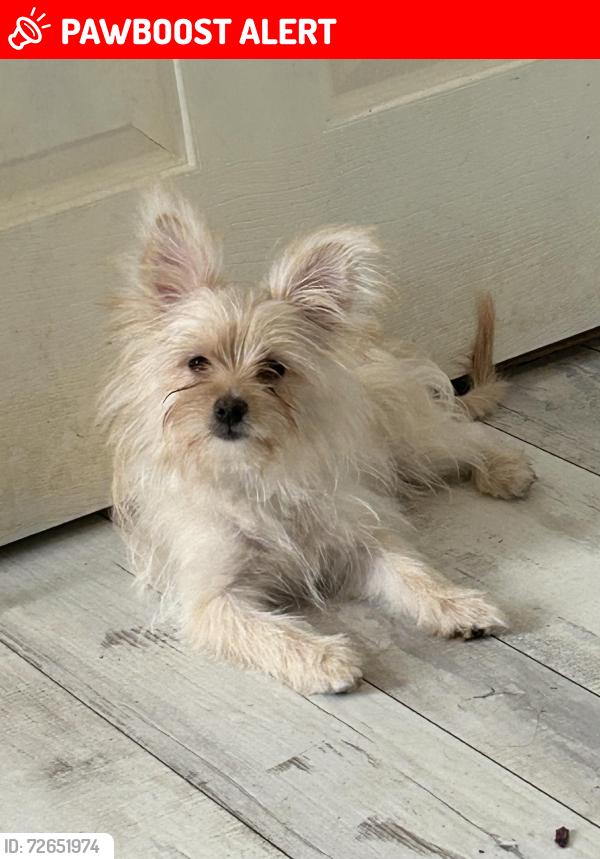 Lost Female Dog last seen 78th Street South and Madison Ave, Palm River-Clair Mel, FL 33619