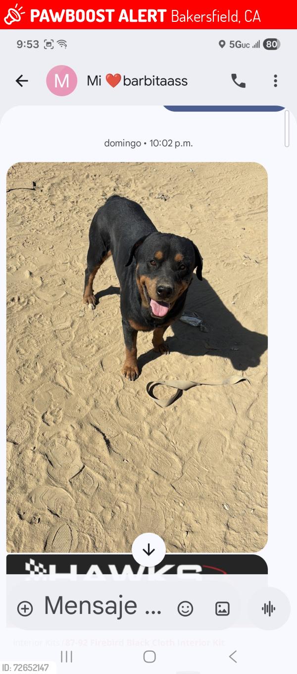 Lost Male Dog last seen Trxtun ave y beale, Bakersfield, CA 93309