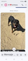 Lost Male Dog last seen Trxtun ave y beale, Bakersfield, CA 93309