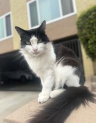 Lost Male Cat last seen Between Catalina and Esplanade, Redondo Beach, CA 90277