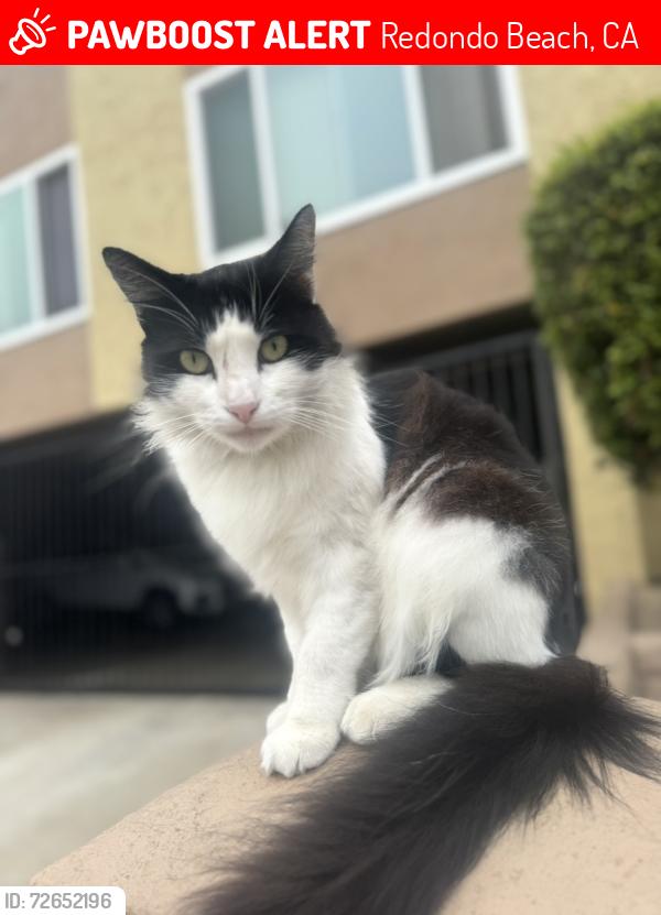 Lost Male Cat last seen Between Catalina and Esplanade, Redondo Beach, CA 90277