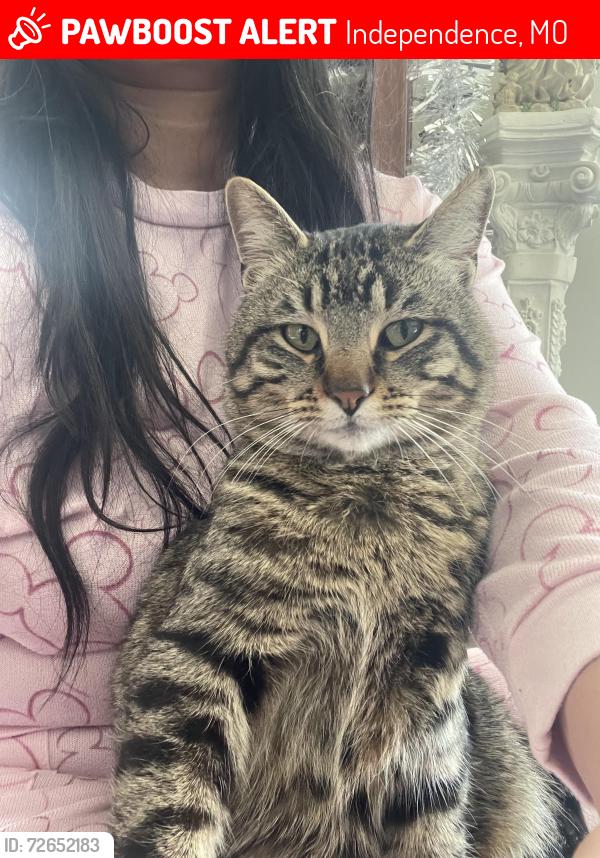 Lost Male Cat last seen East Gate Christian Church , Independence, MO 64055