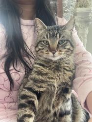 Lost Male Cat last seen East Gate Christian Church , Independence, MO 64055