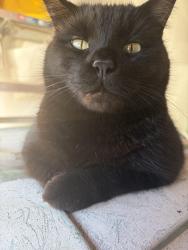 Lost Male Cat last seen Juniper Glen Dr & Shady Villa Ln , Houston, TX 77041